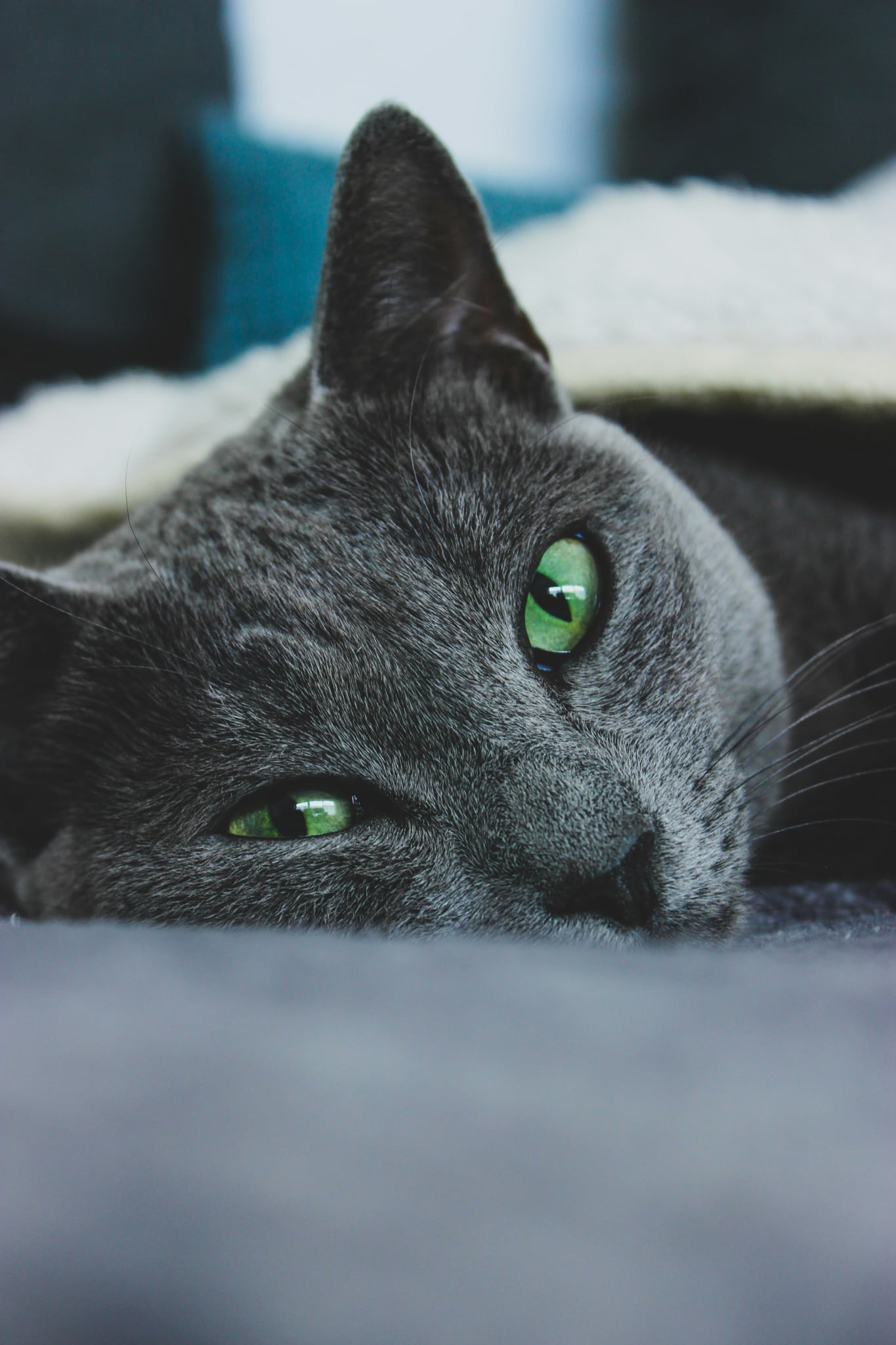 Üdvözlünk a Prime Blues Cattery oldalán!