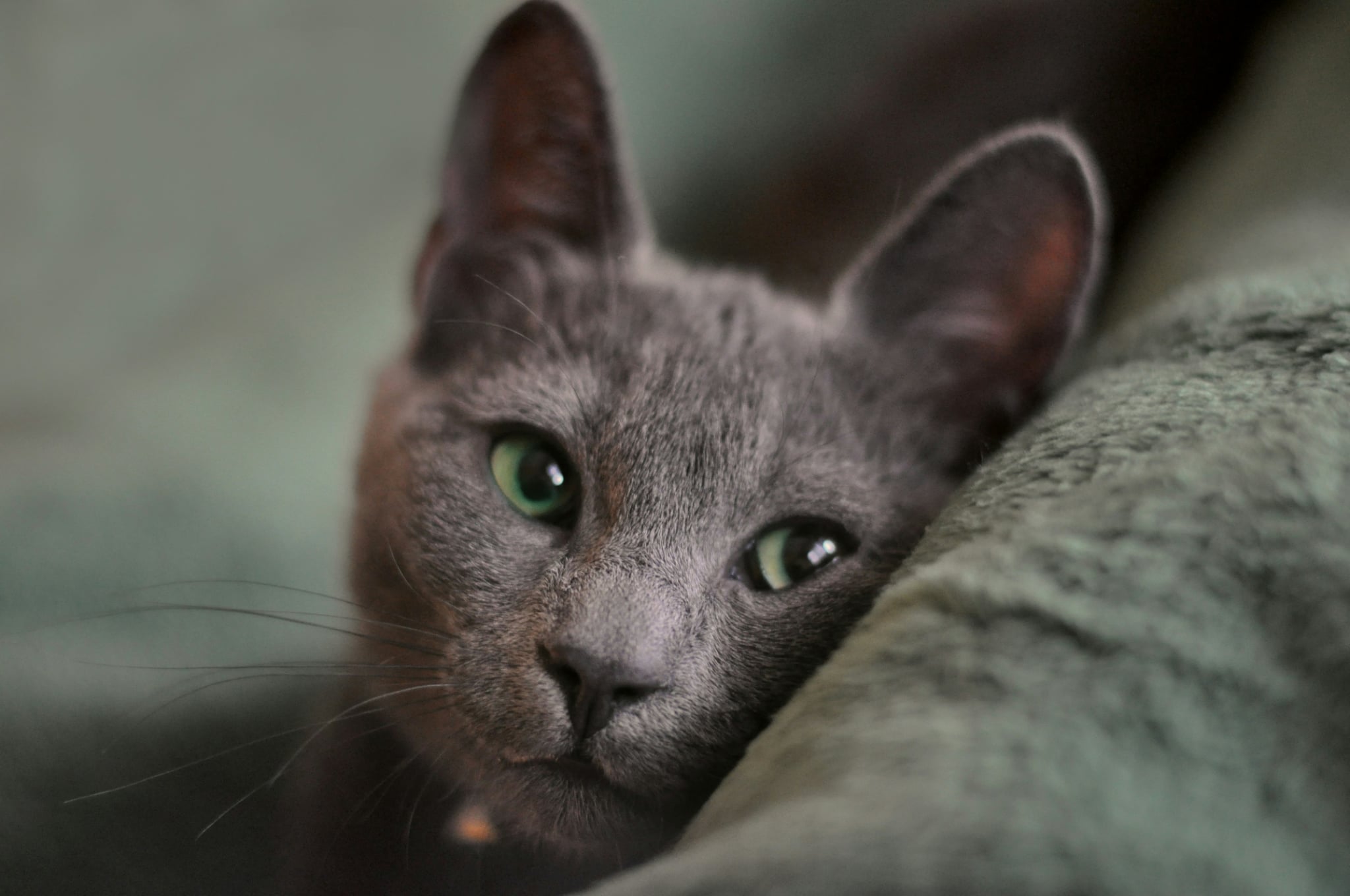 Üdvözlünk a Prime Blues Cattery oldalán!
